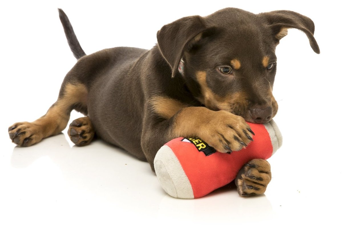 Cãofilho castanho e preto com brinquedo de peluche vermelho e cinza branco