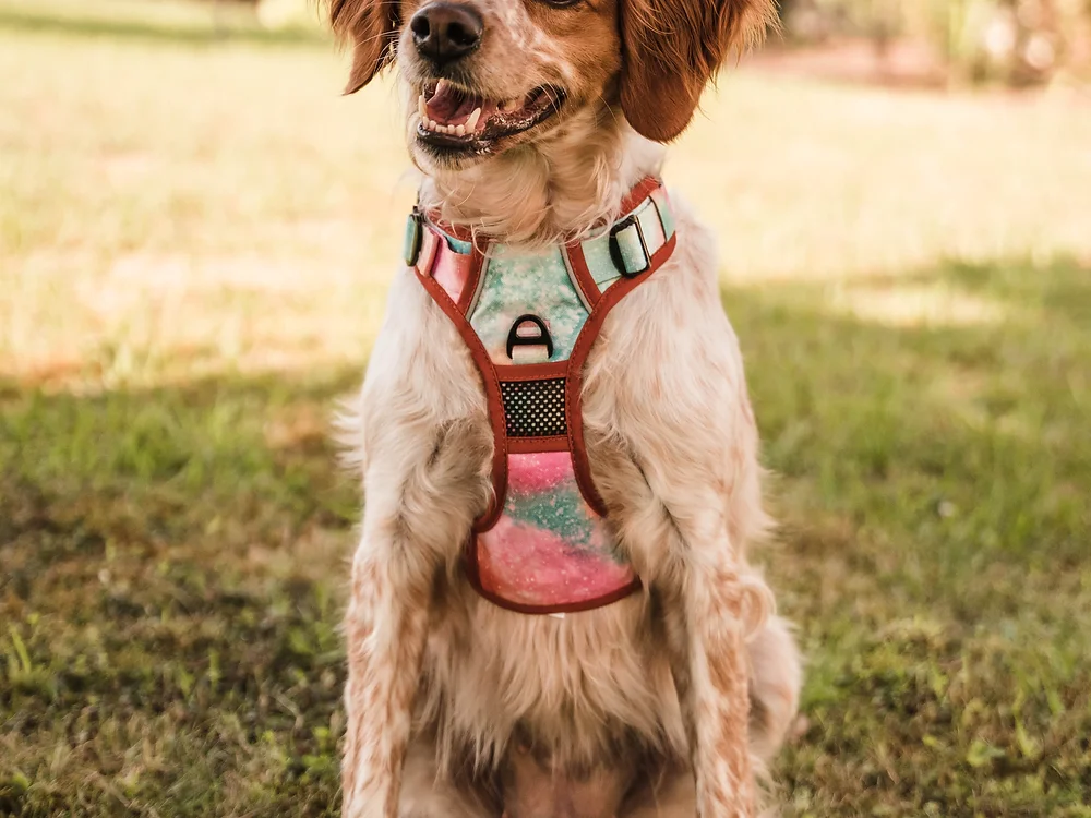 Cão sentado com arnês colorido na relva