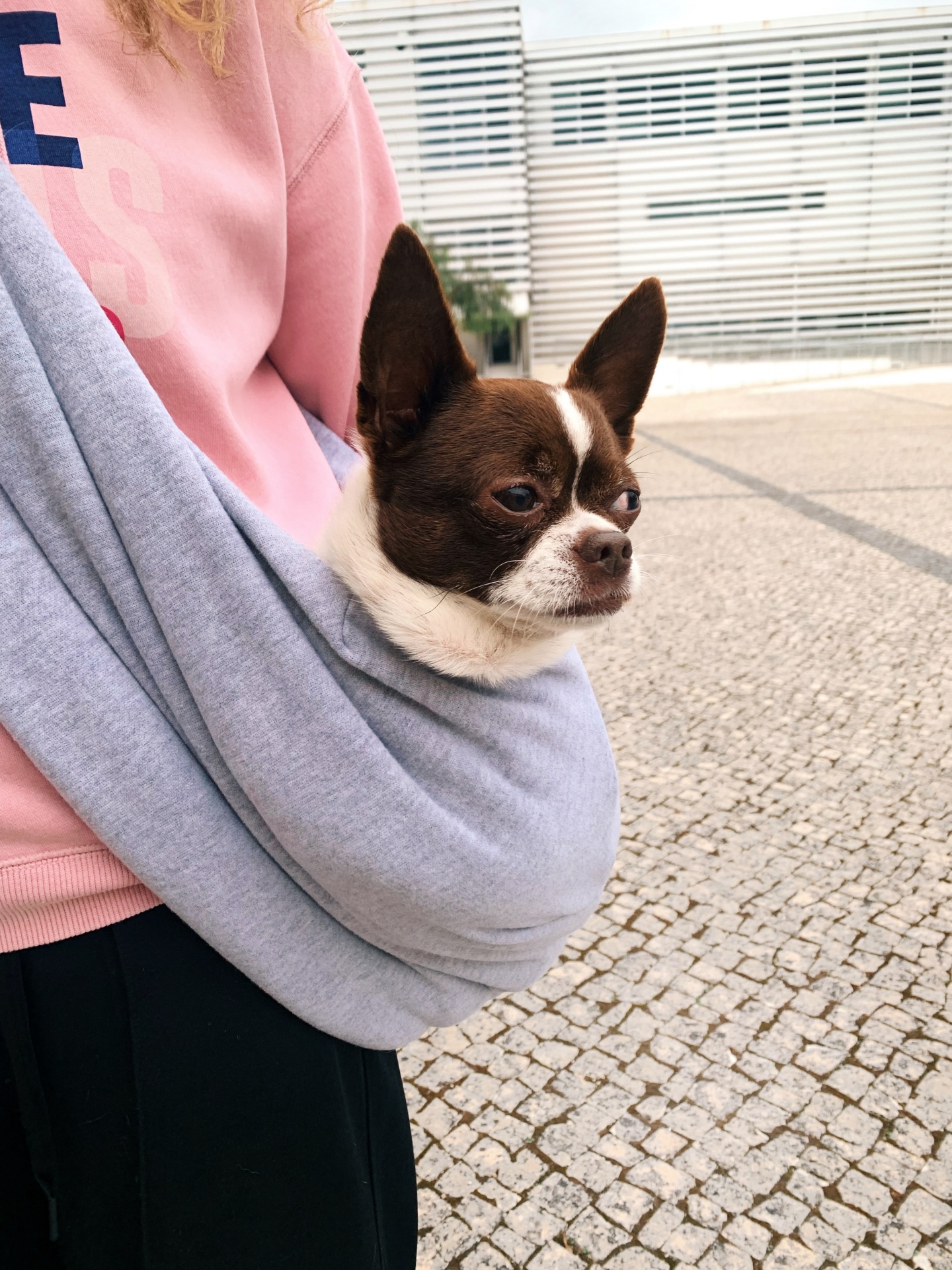 Porta-cão cinzento em uso com cão castanho e branco ao ar livre