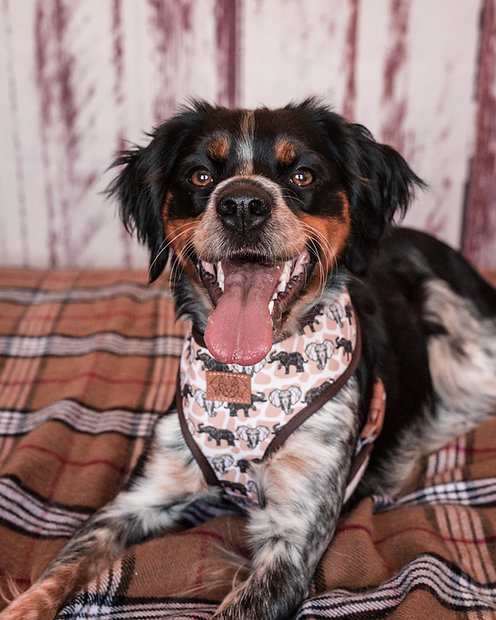 Cão com peitoral branco com padrões de elefantes sentado numa manta às riscas