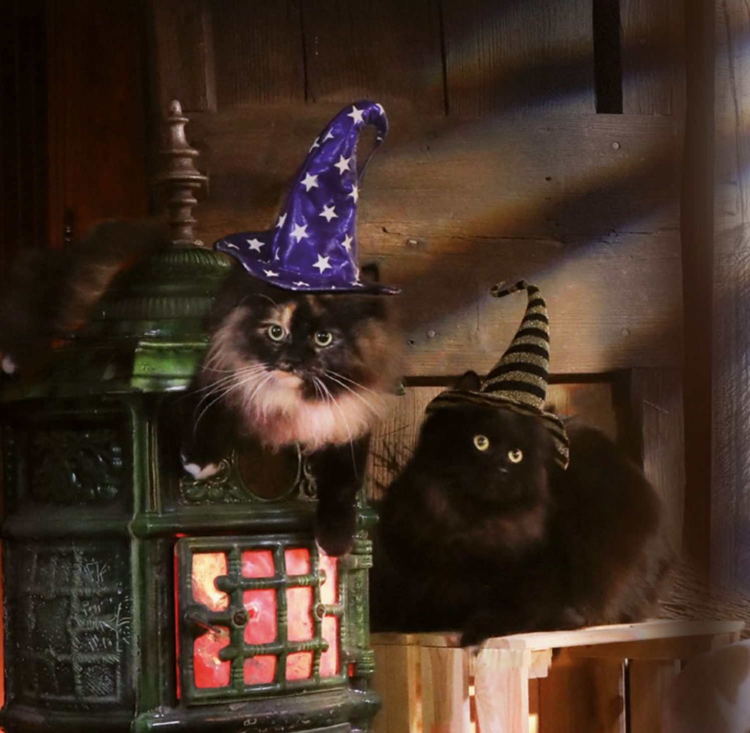 dois gatos com chapéus de bruxo ao lado de fogão verde antigo