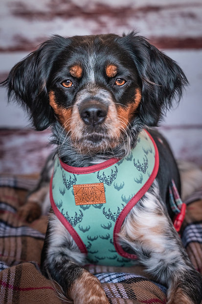 Cão com arnês verde água e estampado de cervos deitado sobre manta xadrez
