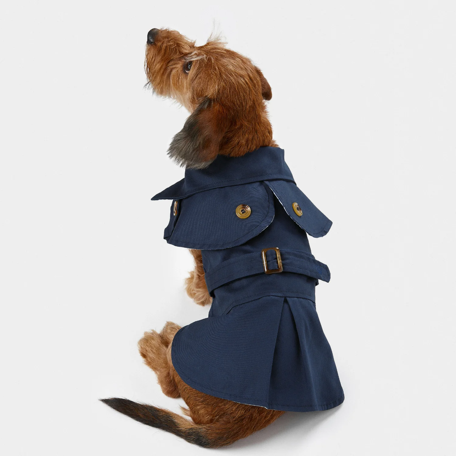 Cão castanho vestindo casaco azul escuro com botões dourados sentando-se