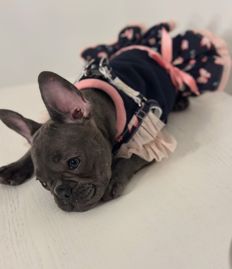 Bulldog Francês cinza com vestido preto e rosa deitado numa superfície clara