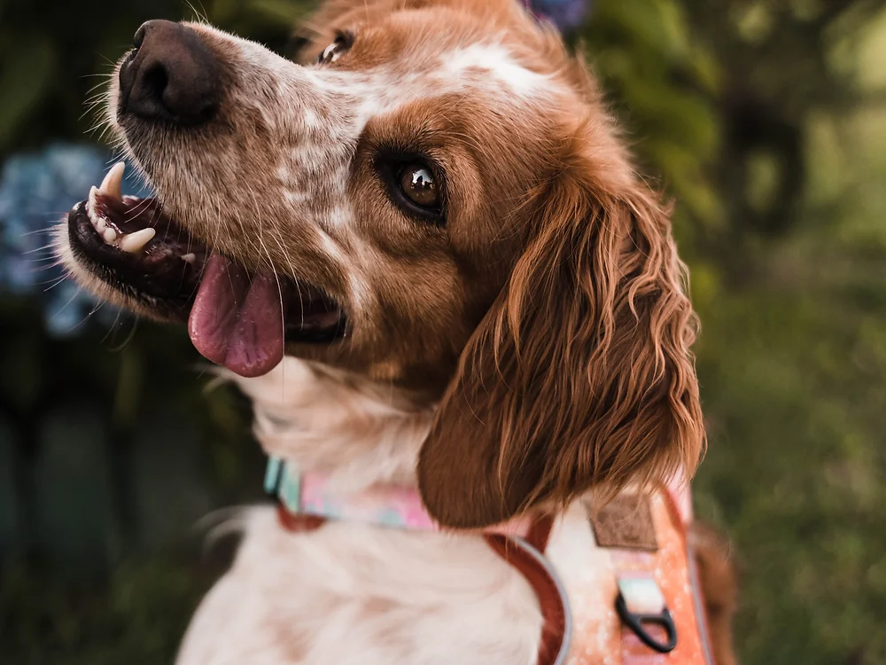 Cão com trela colorida num ambiente exterior