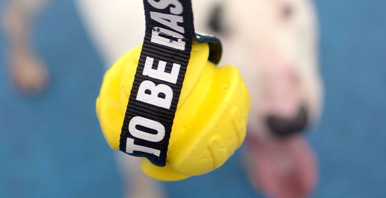 Brinquedo amarelo com fita preta e texto, cão branco ao fundo desfocado