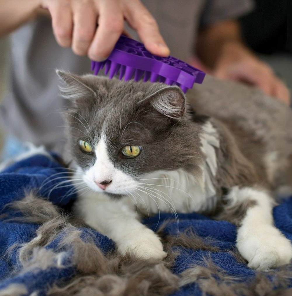 Gato cinzento e branco a ser penteado com escova roxa sobre manta azul