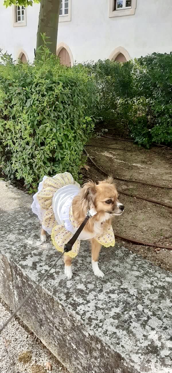 Cão pequeno vestido com um vestido branco e amarelo com padrão floral