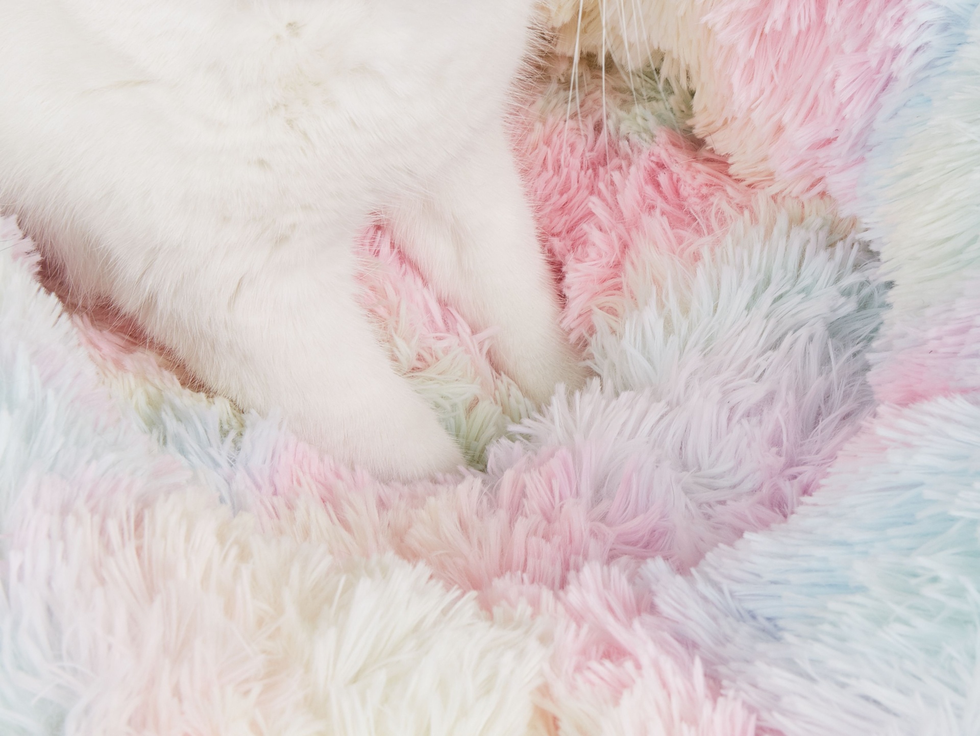 Patas de gato sobre cobertor felpudo colorido
