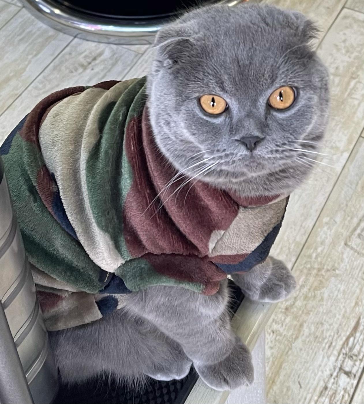 Gato cinzento com casaco felpudo listrado sentando no chão de madeira clara