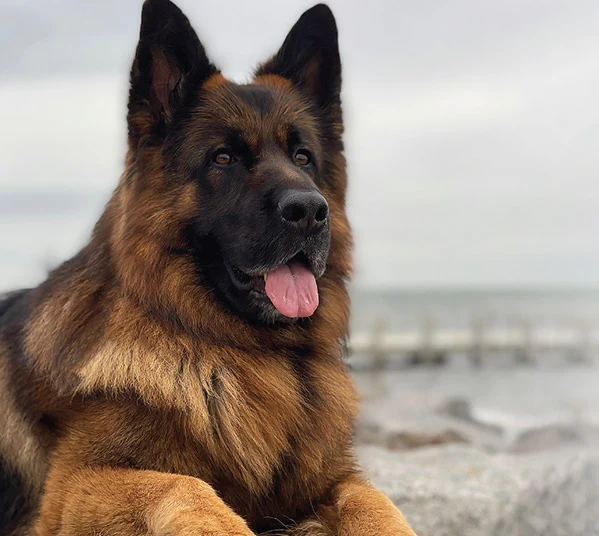 Cão pastor alemão castanho e preto deitado perto do mar
