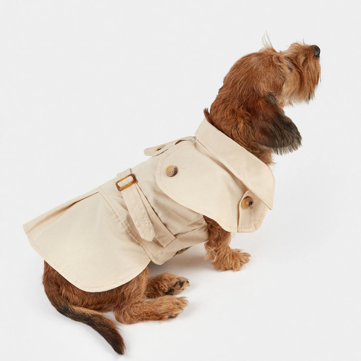Cão castanho com casaco bege estilo trench coat sentado.