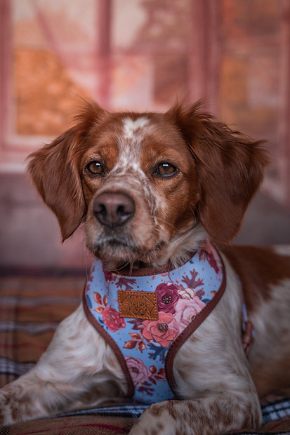 Cão com arnês azul floral e etiqueta de couro deitado