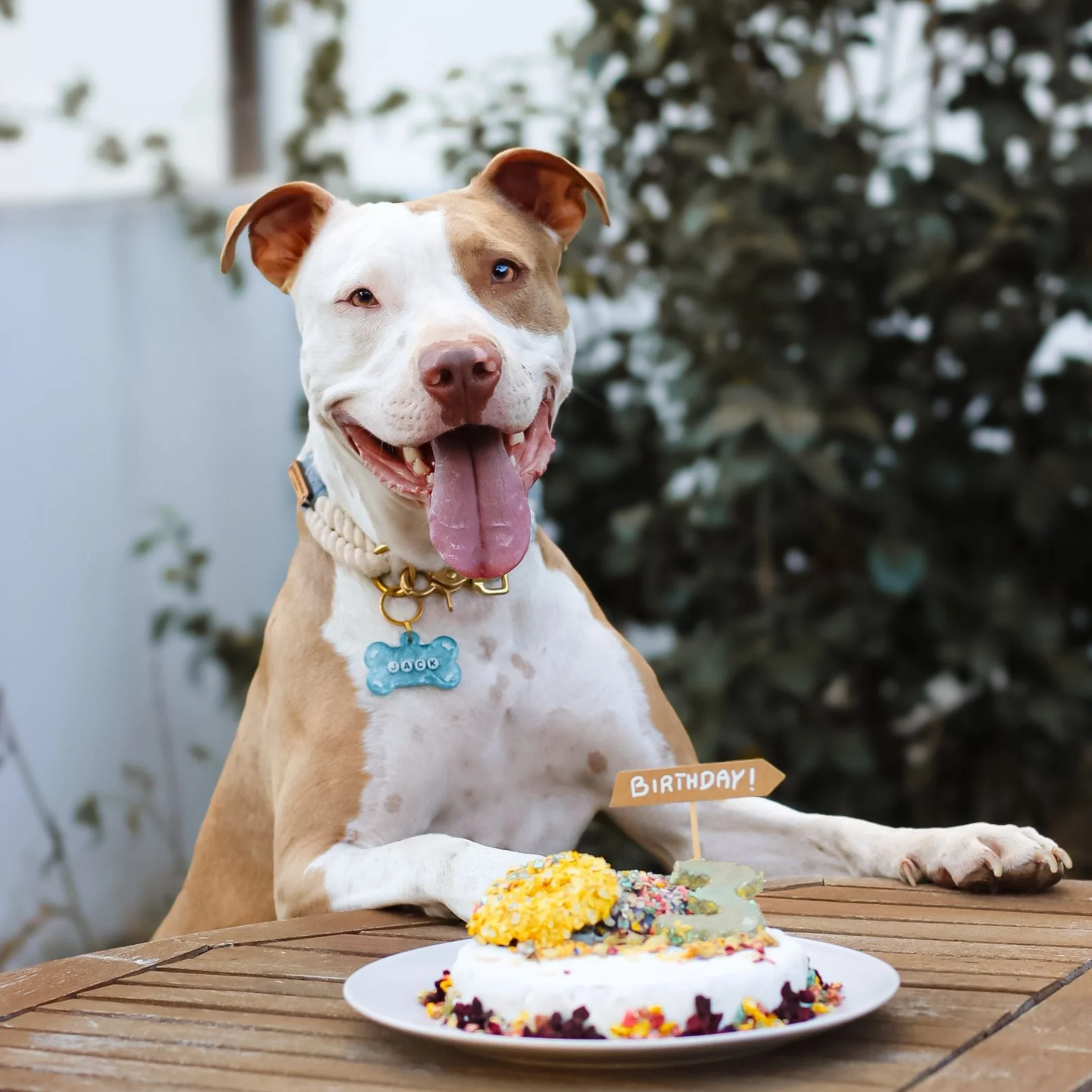 Cão com coleira e pendente azul junto a bolo com placa BIRTHDAY!