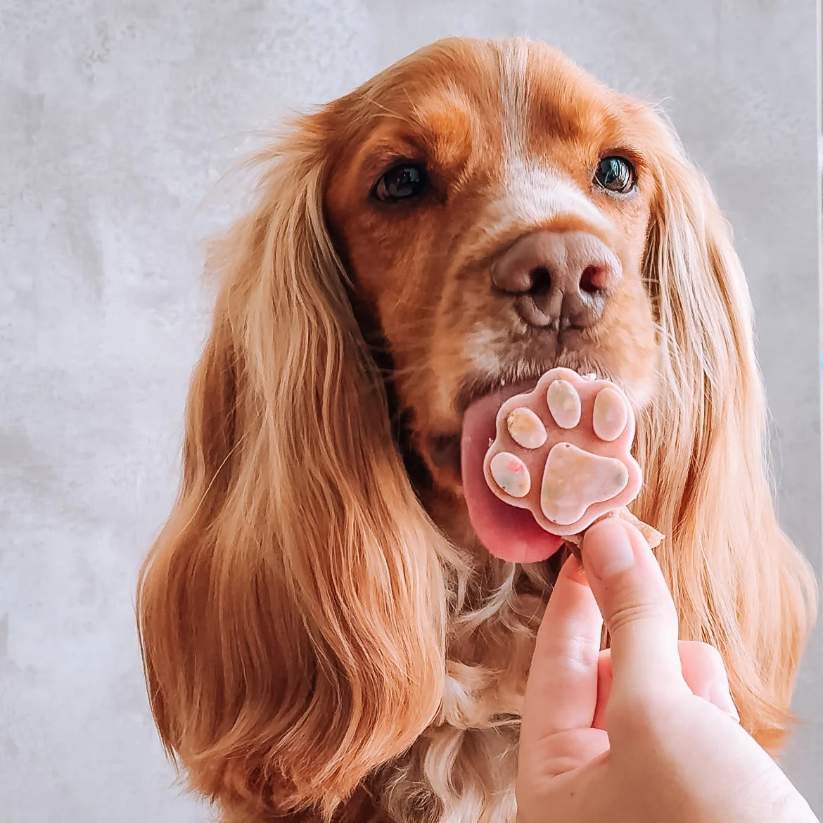 Cão castanho a lamber biscoito em forma de pata segurado por mão humana