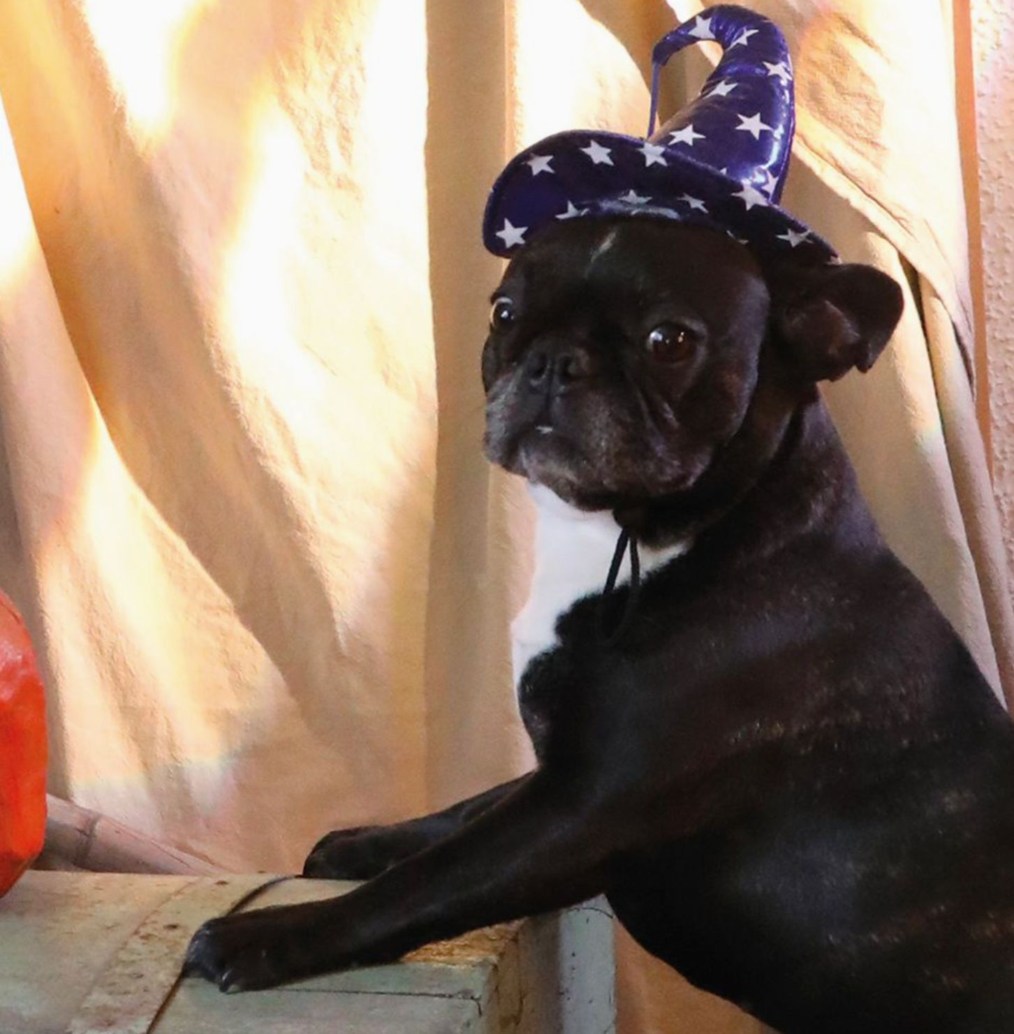 Cão preto com chapéu de feiticeiro azul e branco em ambiente interno