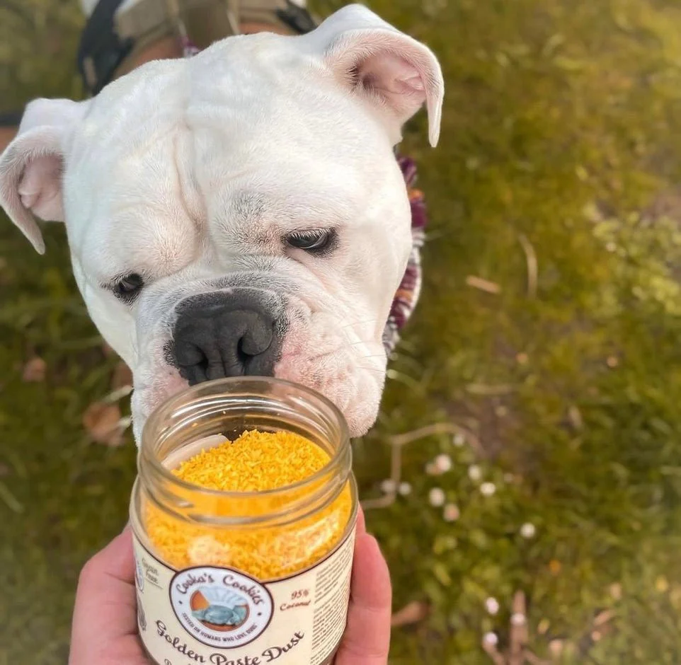 Cão branco cheira frasco de pó amarelo Golden Paste Dust numa mão, com relva ao fundo.