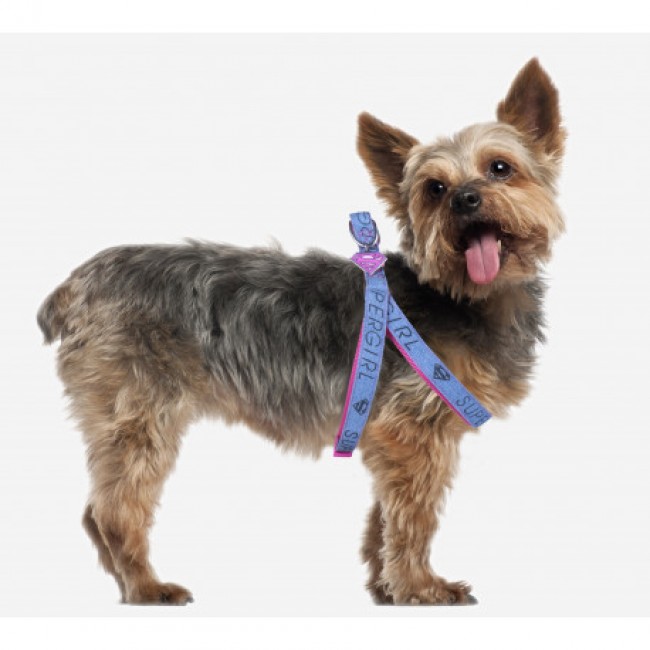 Cão pequeno com peitoral e trela azuis sobre fundo branco