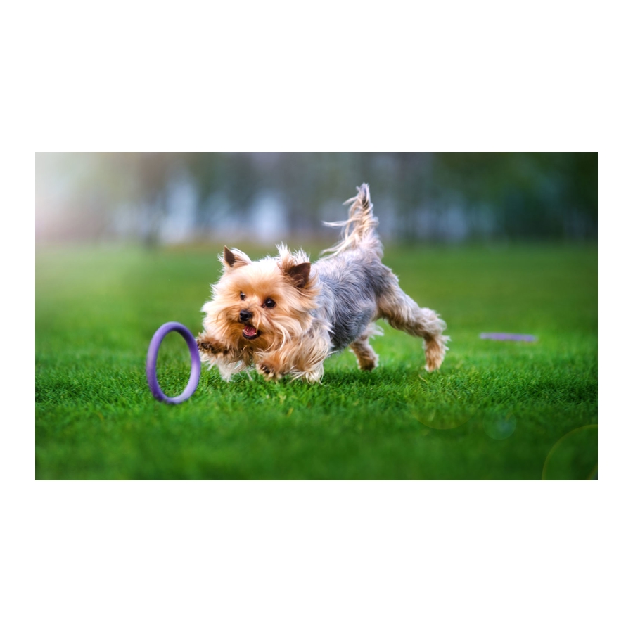 Cão pequeno brinca com brinquedo circular roxo na relva