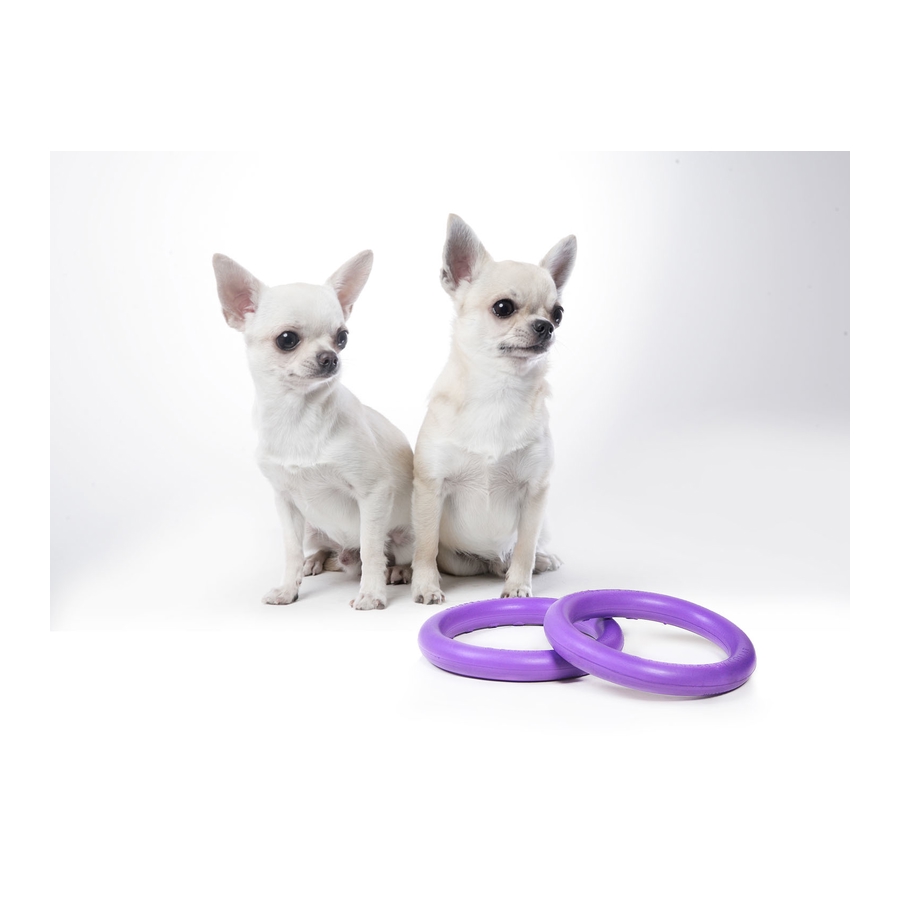 Dois cães Chihuahua com dois brinquedos circulares roxos