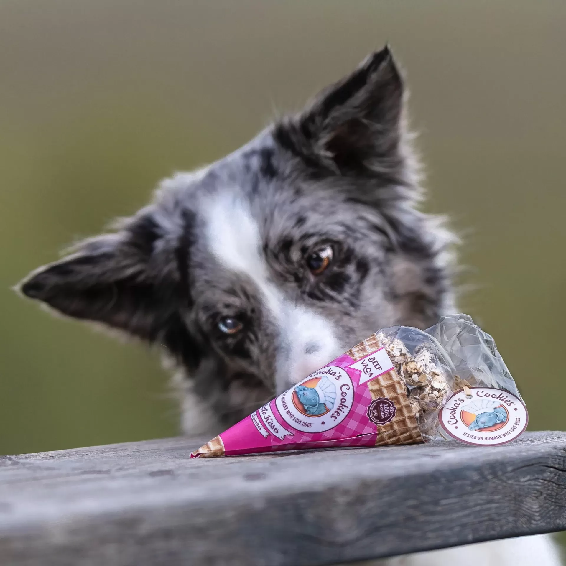 Biscoitos para cães em cone de waffle com rótulo rosa e cão cinza e branco ao fundo