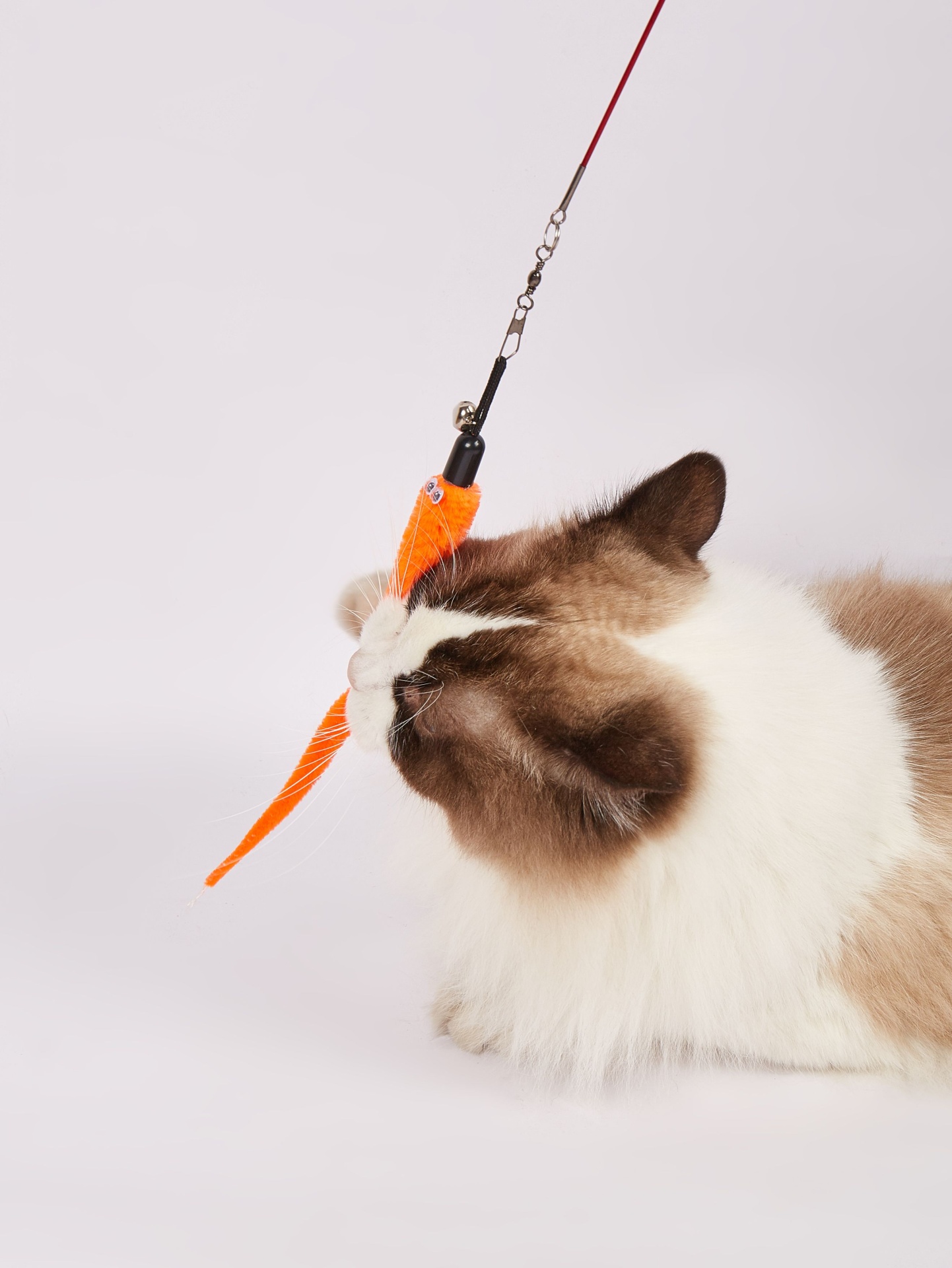 Gato a brincar com brinquedo de peixe laranja pendurado