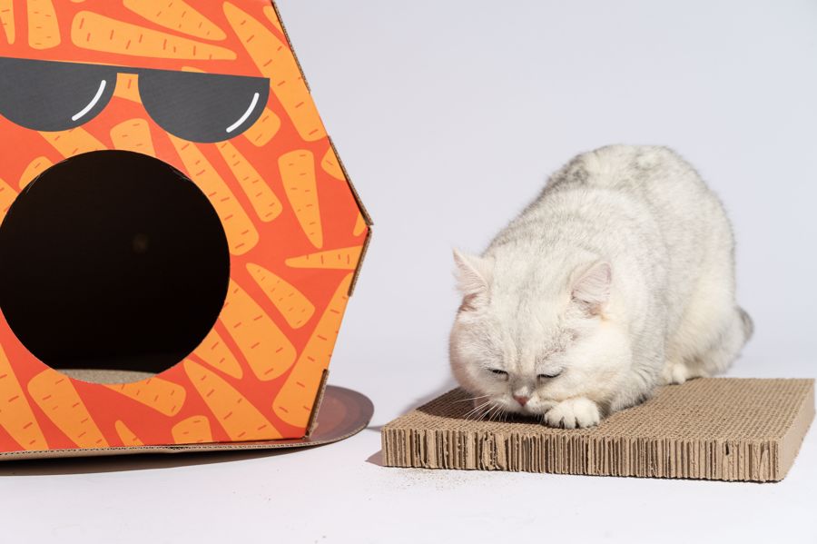 Arranhador para gatos em cartão castanho com gato branco e casota de cartão laranja com padrão de cenouras