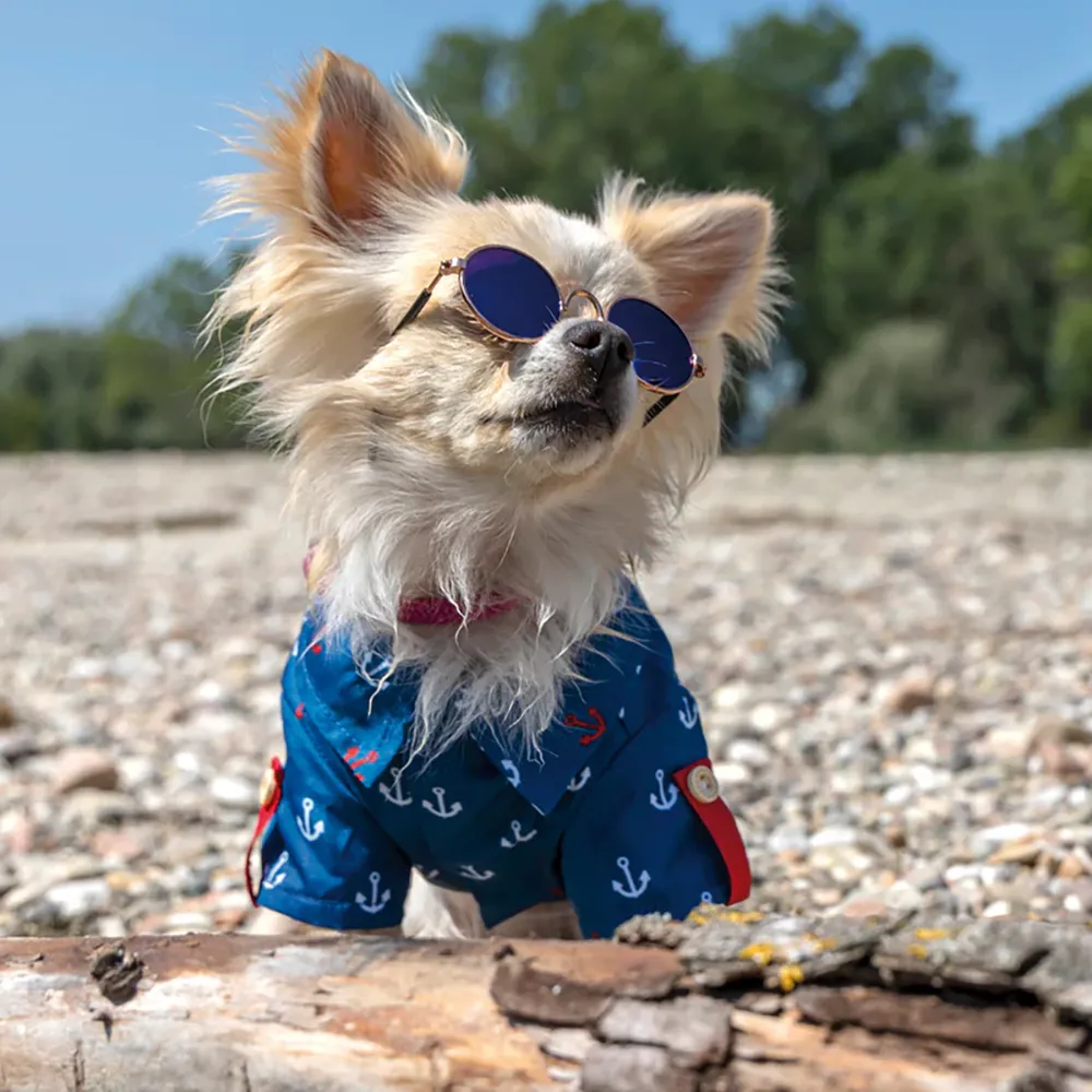 Cão pequeno com camisa azul estampada e óculos de sol sentado em chão pedregoso