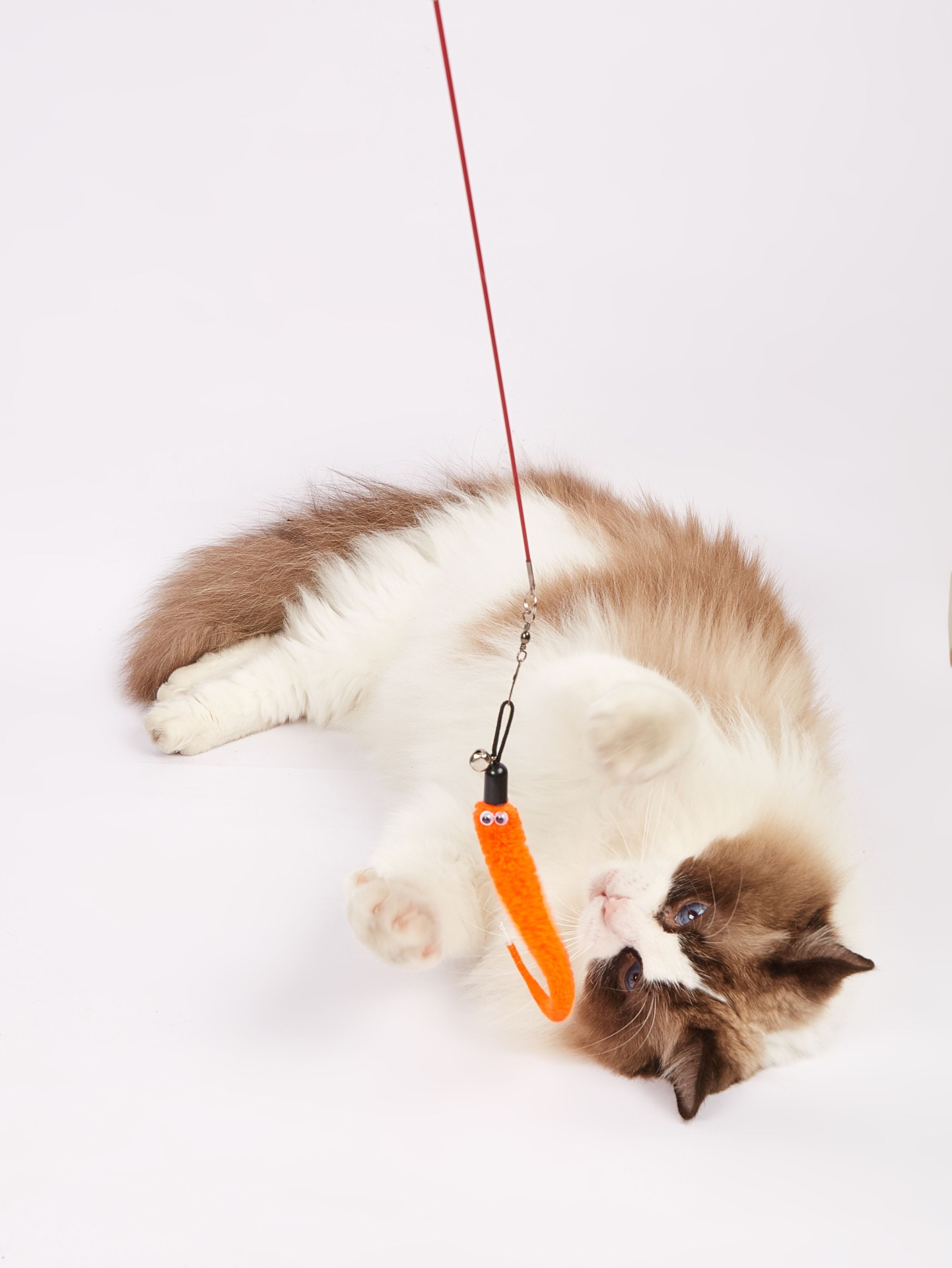 Gato peludo branco e castanho brincando com brinquedo laranja suspenso