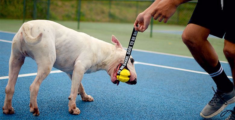 Cão branco a puxar trela e bola amarela num campo azul