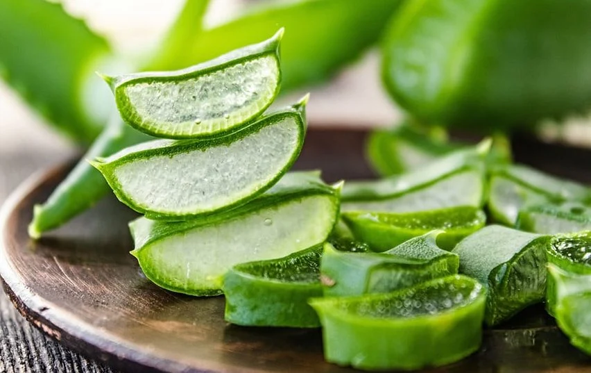 Pedaços de Aloe vera cortados mostrando polpa gelatinosa