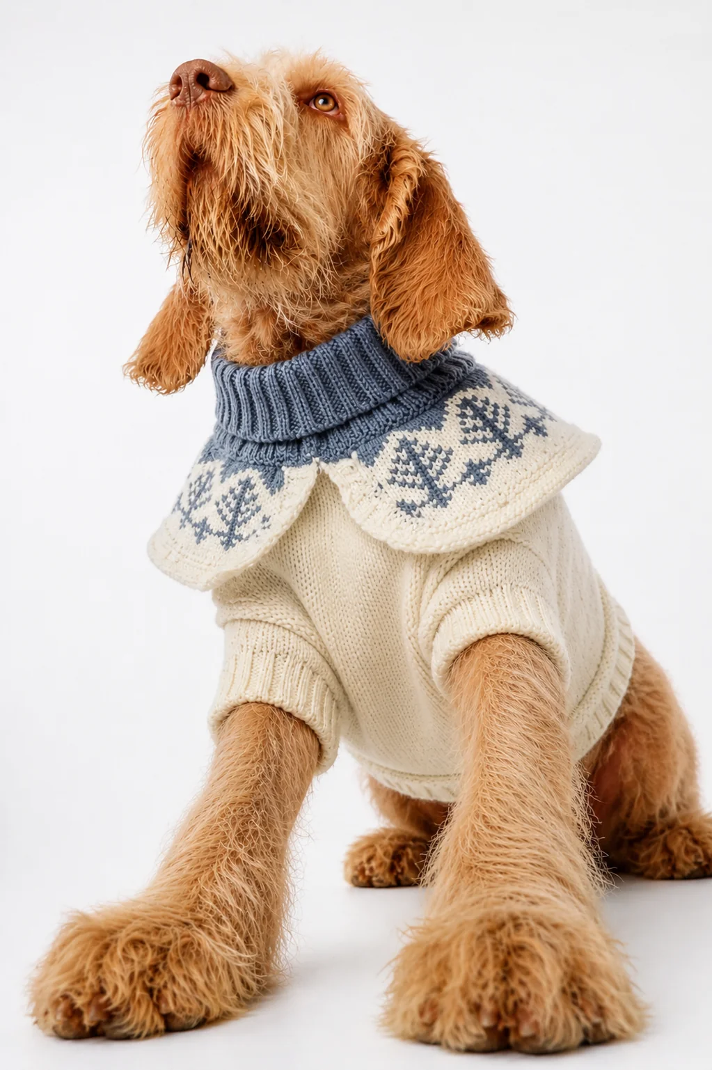 Cão castanho claro com camisola de malha creme e gola azul com padrão em fundo branco.