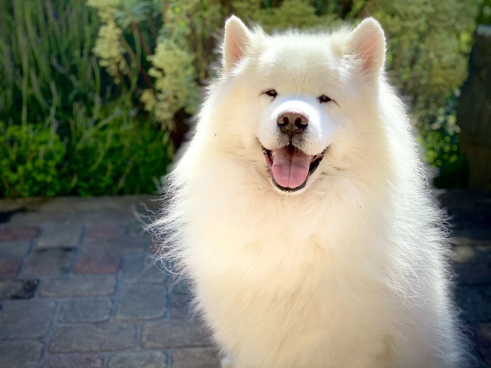 Cão branco de pelo longo sentado em pavimento de pedra ao ar livre
