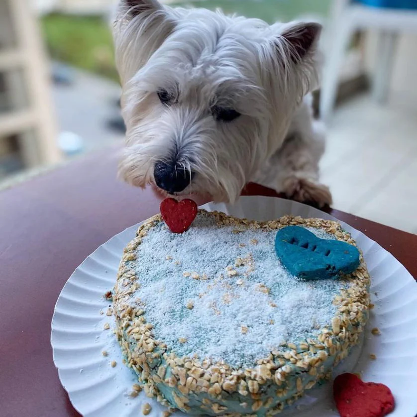 Bolo azul decorado com flocos de aveia e corações vermelho e azul com cão a cheirá-lo
