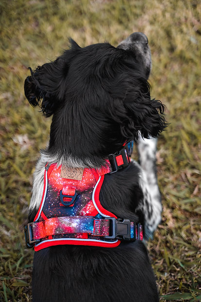 Cão com peitoral de padrão galáxia sentado na relva