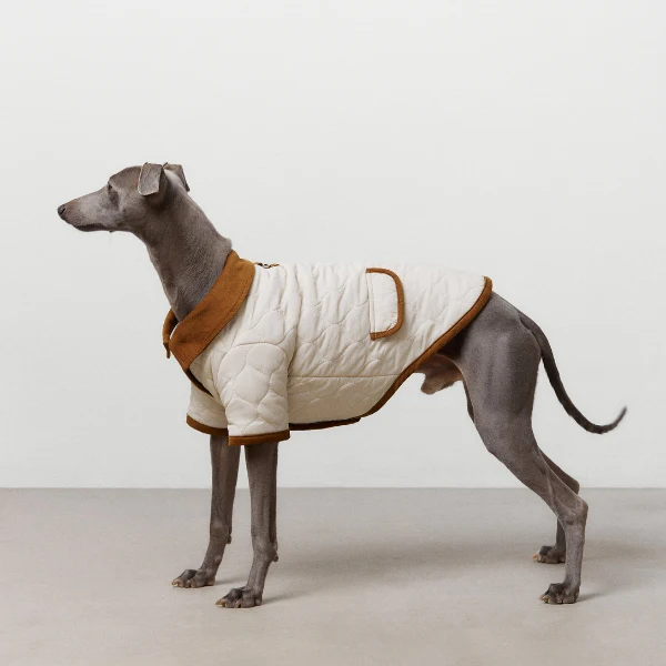 Cão com casaco acolchoado branco e castanho em fundo claro
