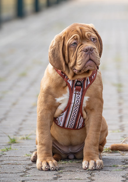 Cão Dogue de Bordeaux com arnês decorado sentado numa calçada
