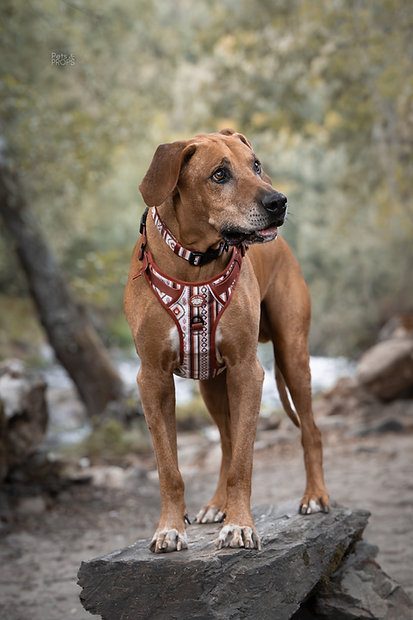 Cão castanho com peitoral vermelho e branco a pé em pedra ao ar livre