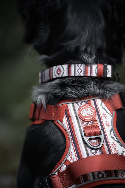 Coleira e peitoral estampados em cão preto