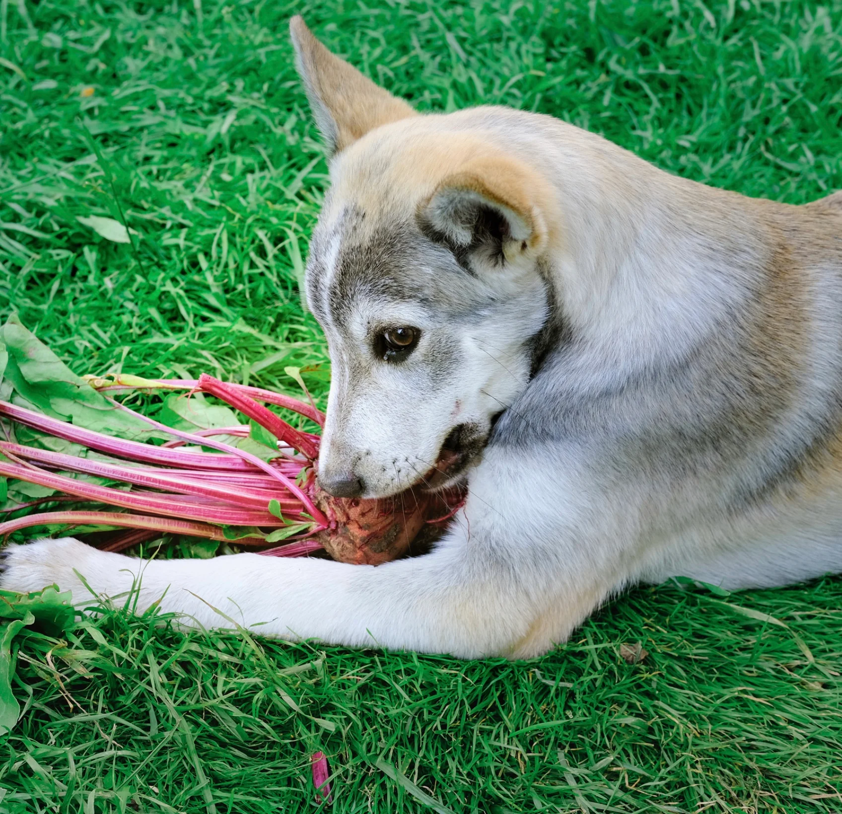 Cão a morder uma beterraba numa relva verde.