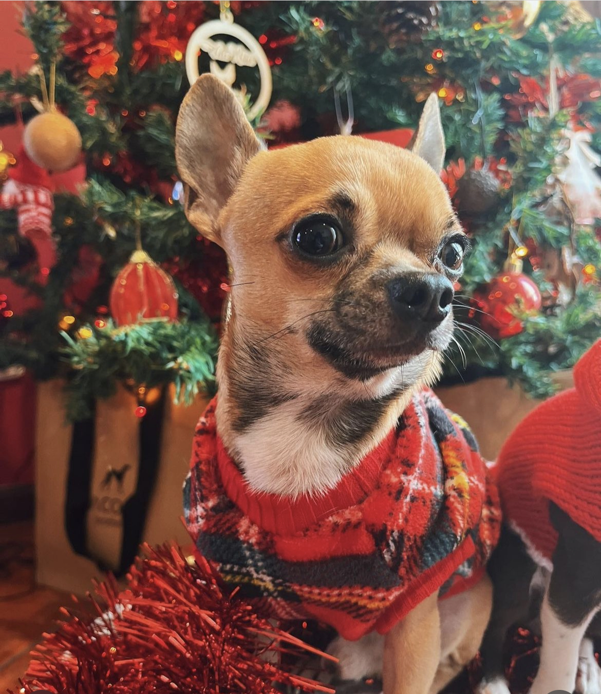 Cão Chihuahua com camisola xadrez vermelho e árvore de Natal decorada
