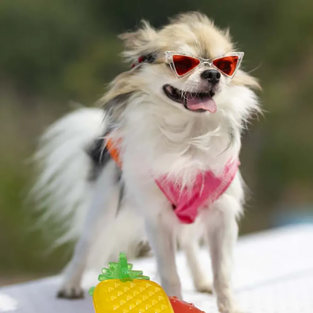 Cão com óculos de sol vermelhos e lenço rosa ao pescoço com brinquedos coloridos de frutas