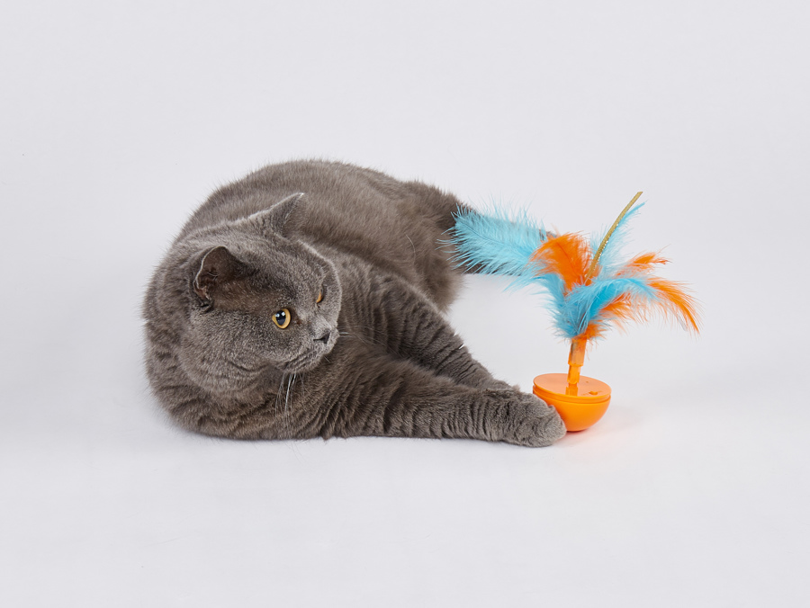 Gato cinza ao lado de brinquedo com penas coloridas