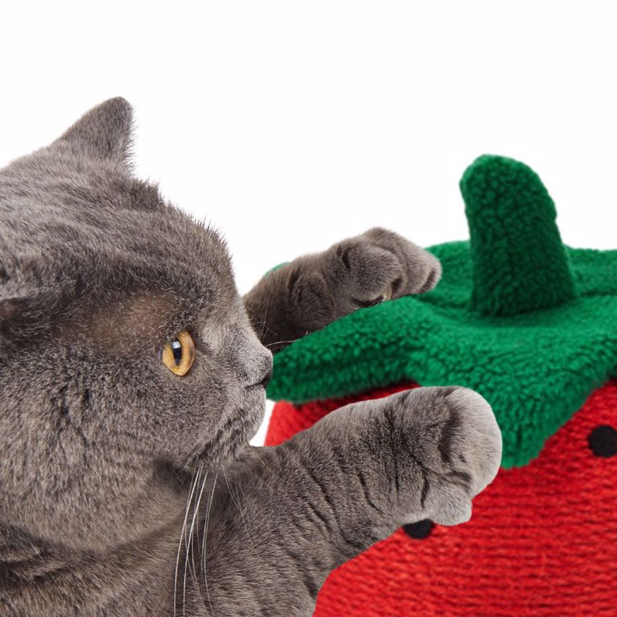 Gato cinzento a brincar com brinquedo de felpa vermelho e verde