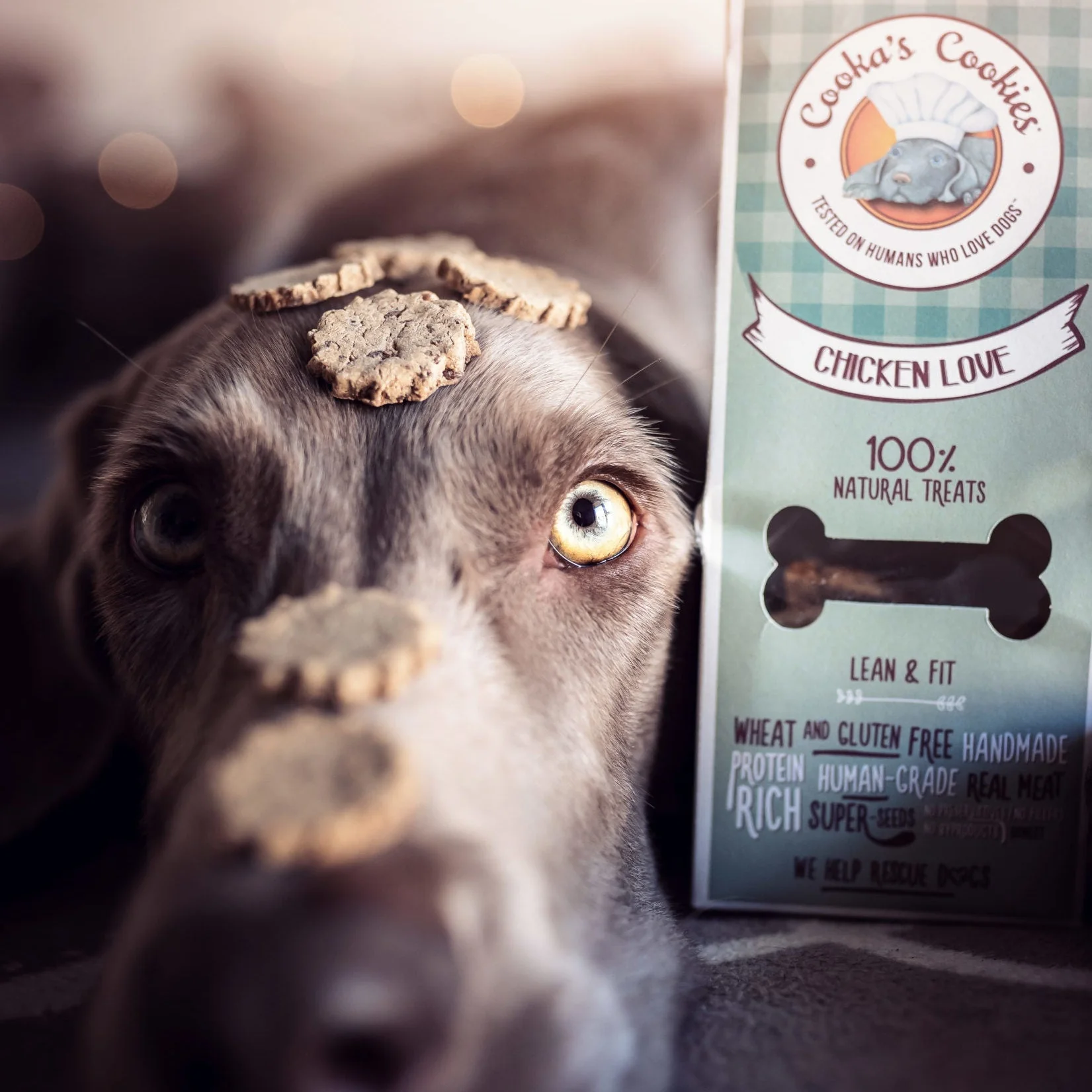 Cão com biscoitos na cabeça junto de embalagem de biscoitos para cães Cookas Cookies Chicken Love