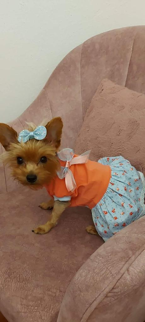 Cão pequeno vestido com roupa laranja e saia azul floral numa poltrona rosa