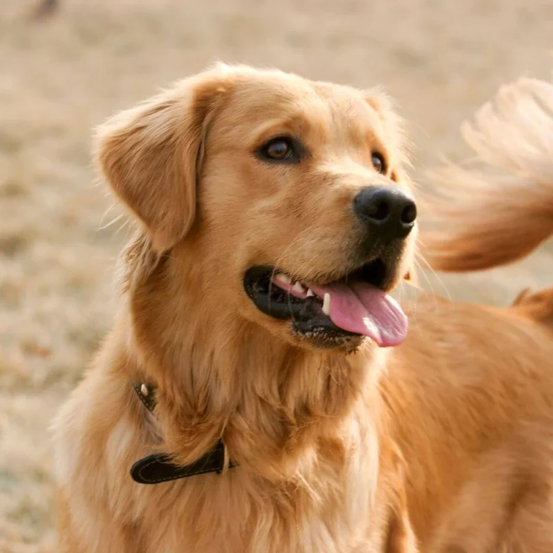 Golden Retriever com coleira preta em exterior