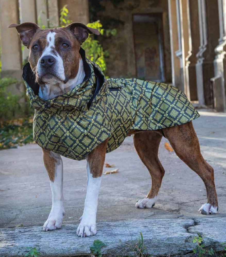 Cão com casaco geométrico amarelo e preto com capuz ao ar livre