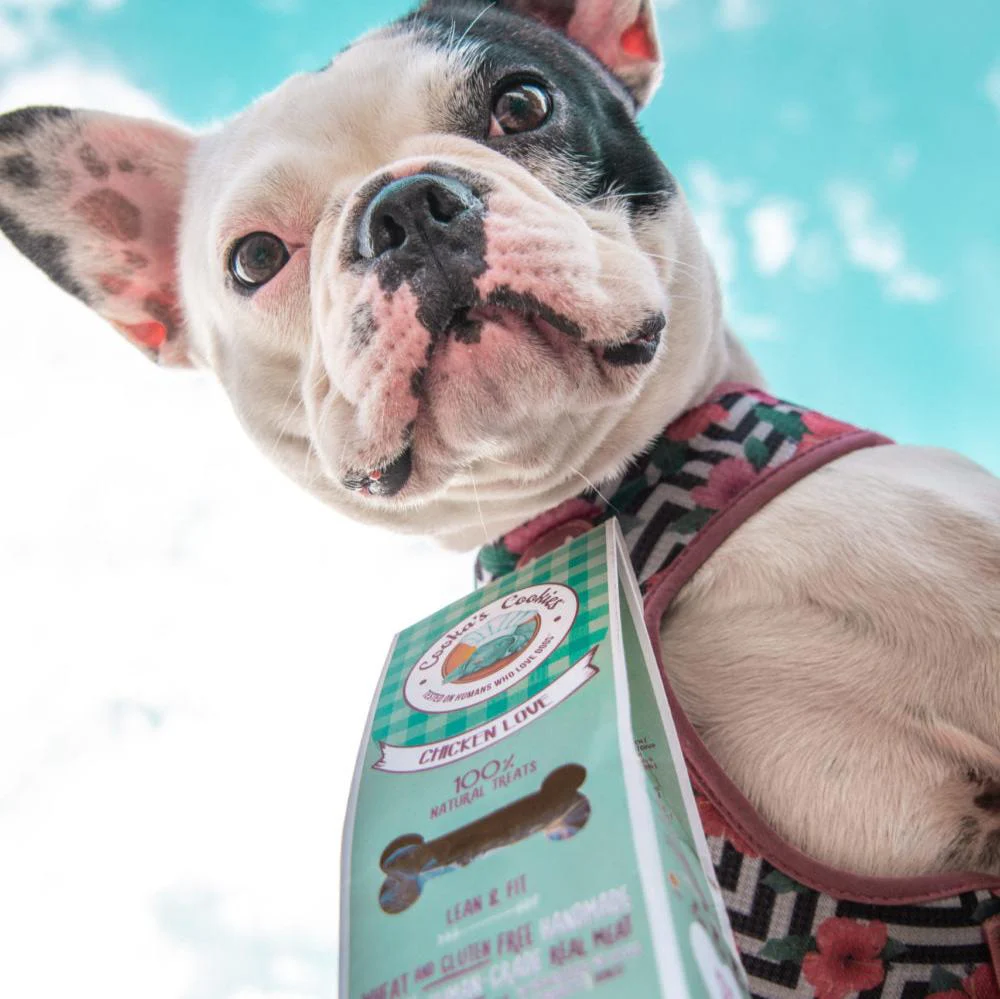 Cão com peitoral colorido segurando embalagem de petisco para cães