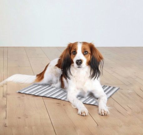 Tapete às riscas cinzentas e brancas com cão castanho e branco deitado em chão de madeira